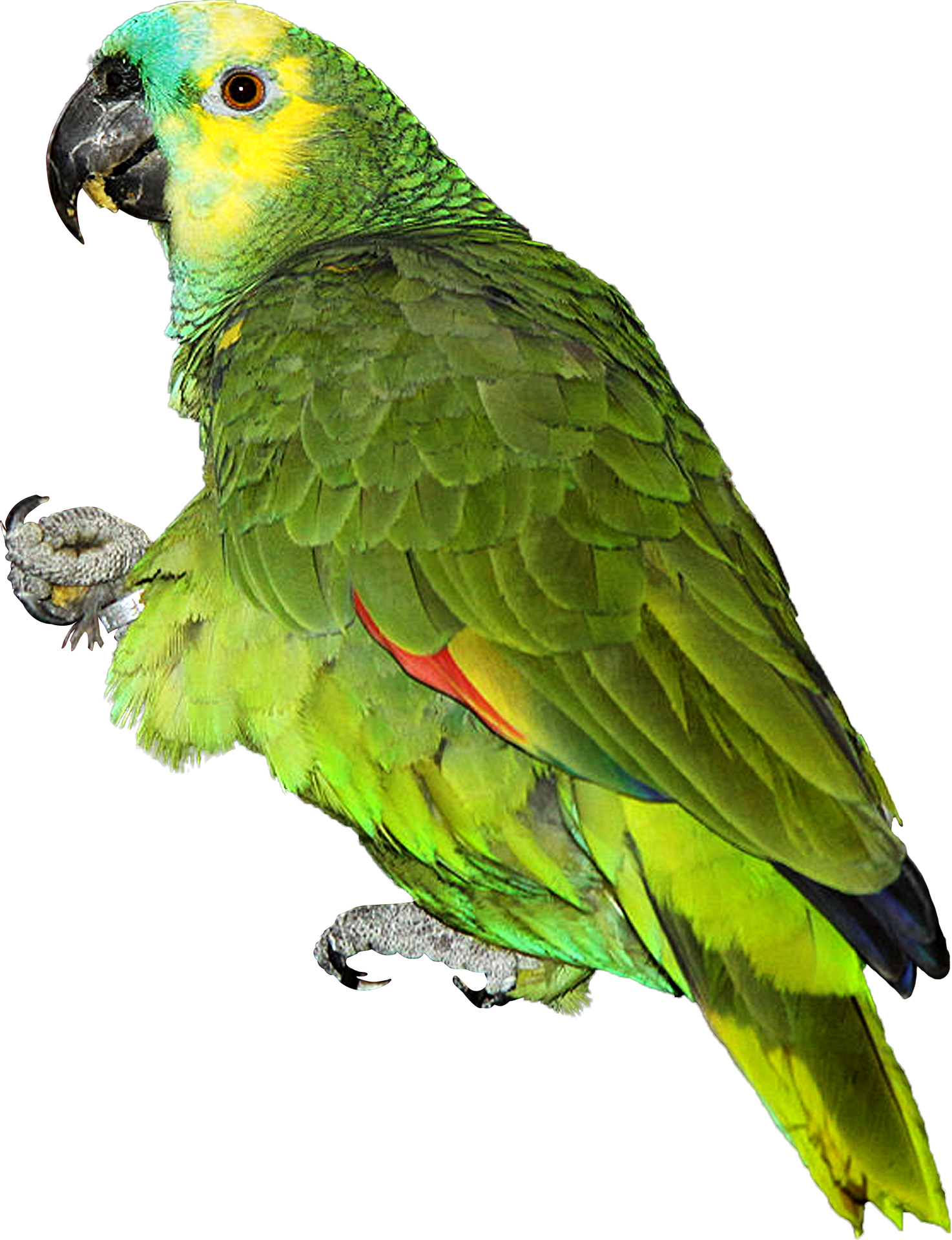 Vocalizacion